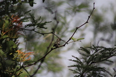 Cynanthus latirostris