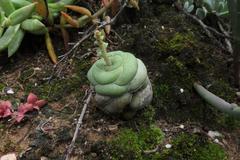 Crassula hemisphaerica
