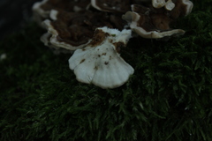 Fungi