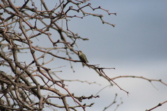 Archilochus alexandri