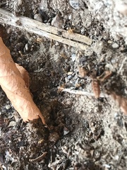 Brachymyrmex depilis