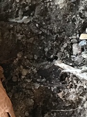 Brachymyrmex depilis