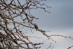 Archilochus alexandri