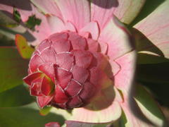 Leucadendron pubibracteolatum