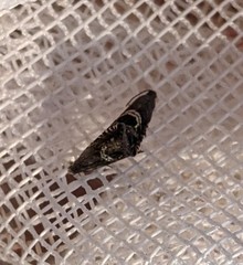 Grapholita interstinctana