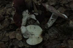 Basidiomycota