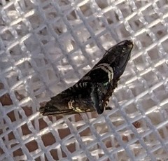 Grapholita interstinctana