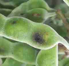 Melanterius maculatus