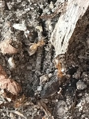 Brachymyrmex depilis