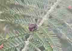 Melanterius maculatus