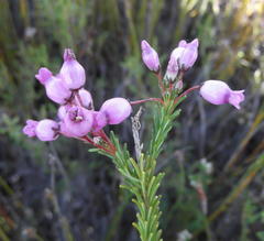 Erica obliqua