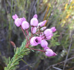 Erica obliqua