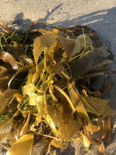 photo of Giant Kelp (Macrocystis pyrifera)