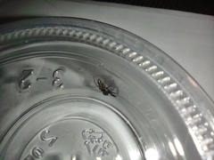 Metacyrba taeniola similis