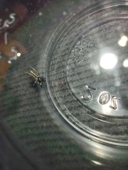 Metacyrba taeniola similis