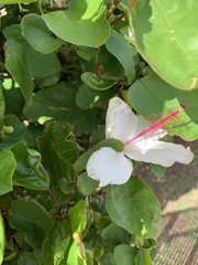 Hibiscus arnottianus