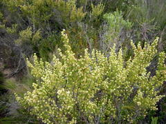 Erica glumiflora