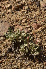 Eriogonum alexanderae