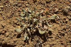Eriogonum alexanderae