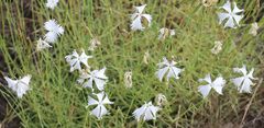 Dianthus serotinus