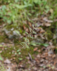 Elymus hystrix hystrix
