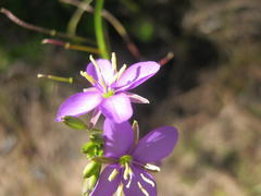 Heliophila subulata