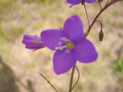 Heliophila subulata