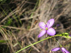 Heliophila subulata
