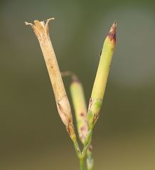 Dianthus serotinus