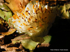 Haemanthus deformis