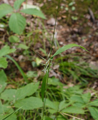 Elymus hystrix hystrix
