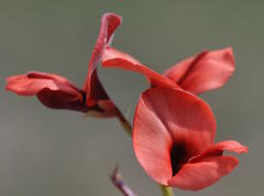Indigofera procumbens
