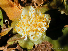 Haemanthus deformis