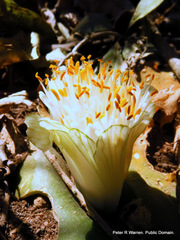 Haemanthus deformis