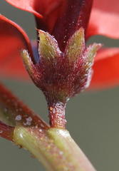 Indigofera procumbens
