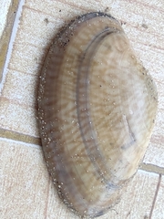Paratapes textilis