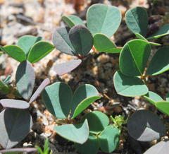 Indigofera procumbens