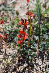 Indigofera procumbens