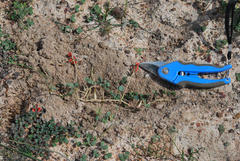Indigofera procumbens