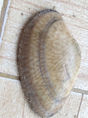 Paratapes textilis
