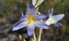 Moraea speciosa