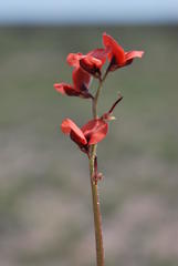 Indigofera procumbens