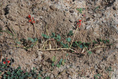 Indigofera procumbens