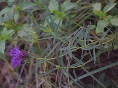 Vernonia marginata