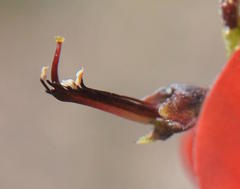 Indigofera procumbens
