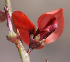 Indigofera procumbens