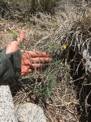 Mentzelia montana