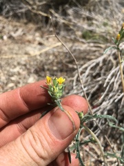 Mentzelia montana