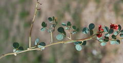 Indigofera procumbens