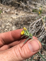 Mentzelia montana